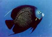 French Angel Fish, click for lots more