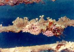 [Coral Growth]