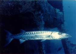 [Barracuda]