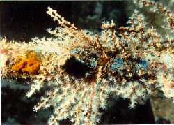 [Hydroids]