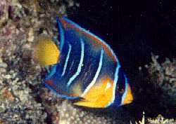 [Juvenile Queen Angel]