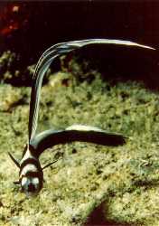 [Juvenile Drum]