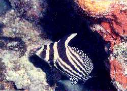 [Spotted Drum]
