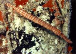 [Trumpet Fish]