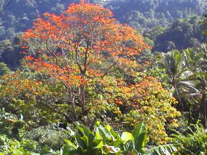 dominica