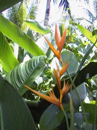 dominica