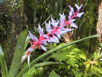 dominica