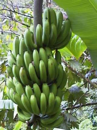 dominica
