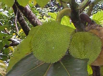 dominica