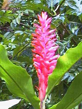 dominica