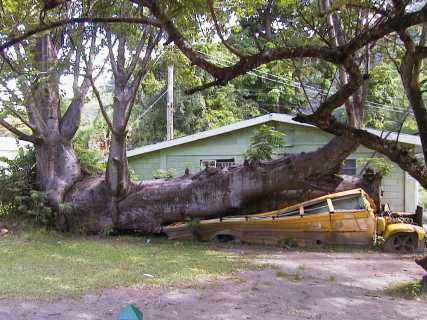 dominica