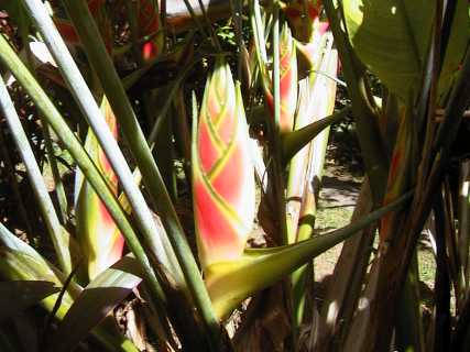 dominica