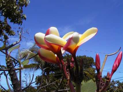 dominica