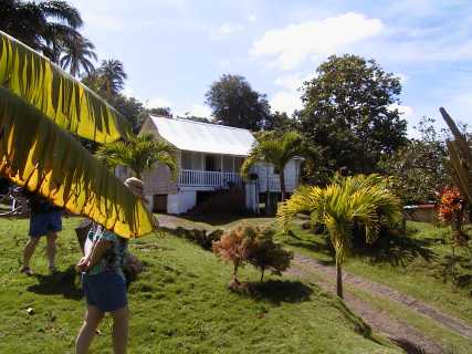 dominica