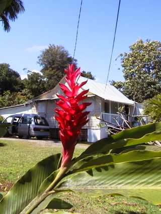 dominica