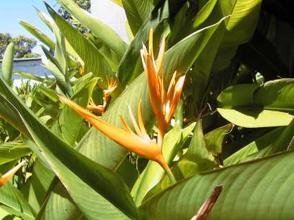 dominica