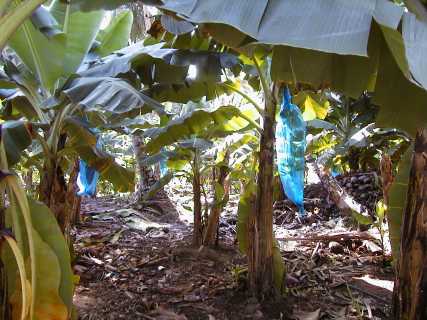 dominica