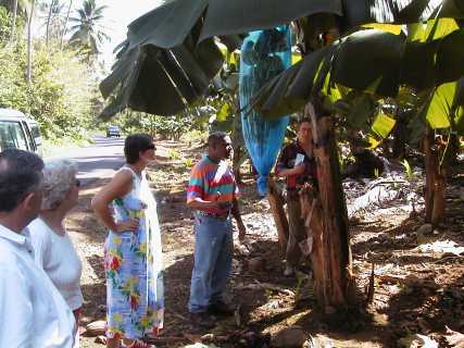dominica