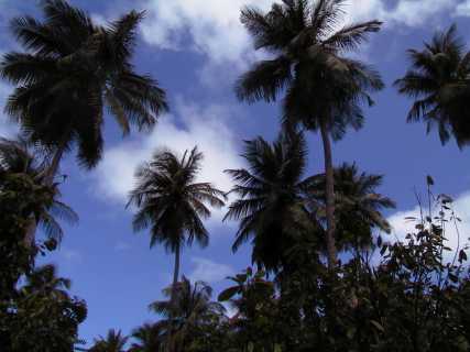 dominica