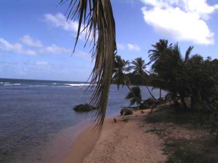 dominica