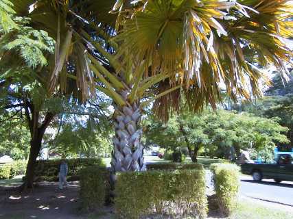 dominica