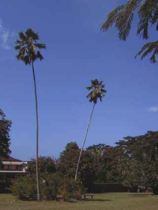 dominica