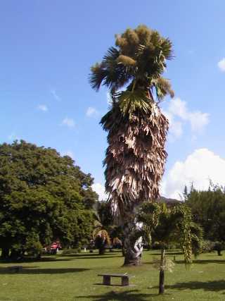 dominica