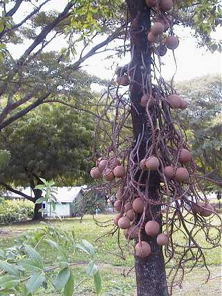 dominica