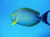 blue tang fish