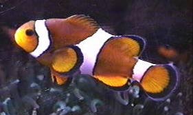 Clown Fish