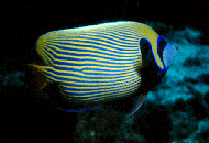 Queen Angel Fish