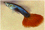 Guppy Fish
