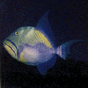 Queen Tigger Fish